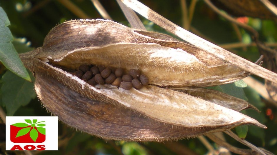 Семена абельмоша мускатного