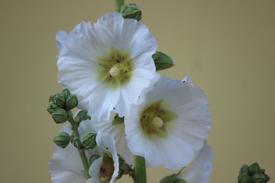 Мальва цветок белая