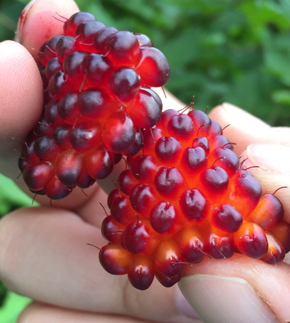 Самые экзотические ягоды