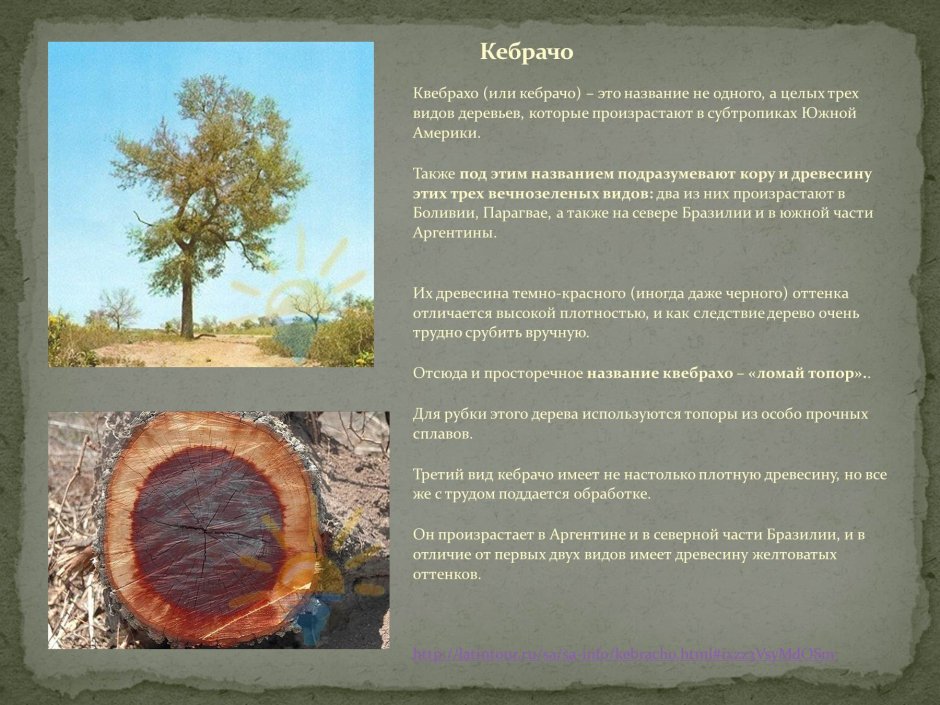 Саванны Южной Америки дерево кебрачо
