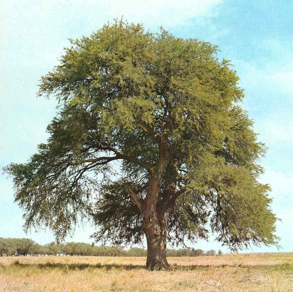 Дерево кебрачо Аргентина