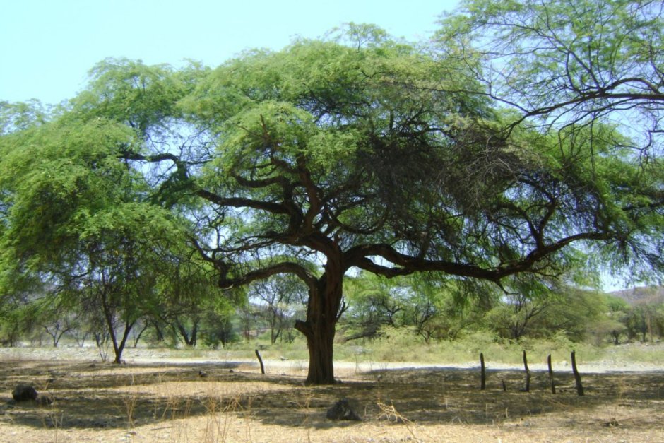 Дерево кебрачо