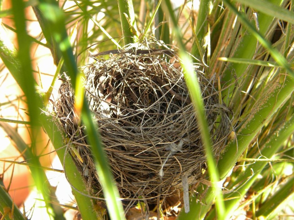 Buphagus гнездо