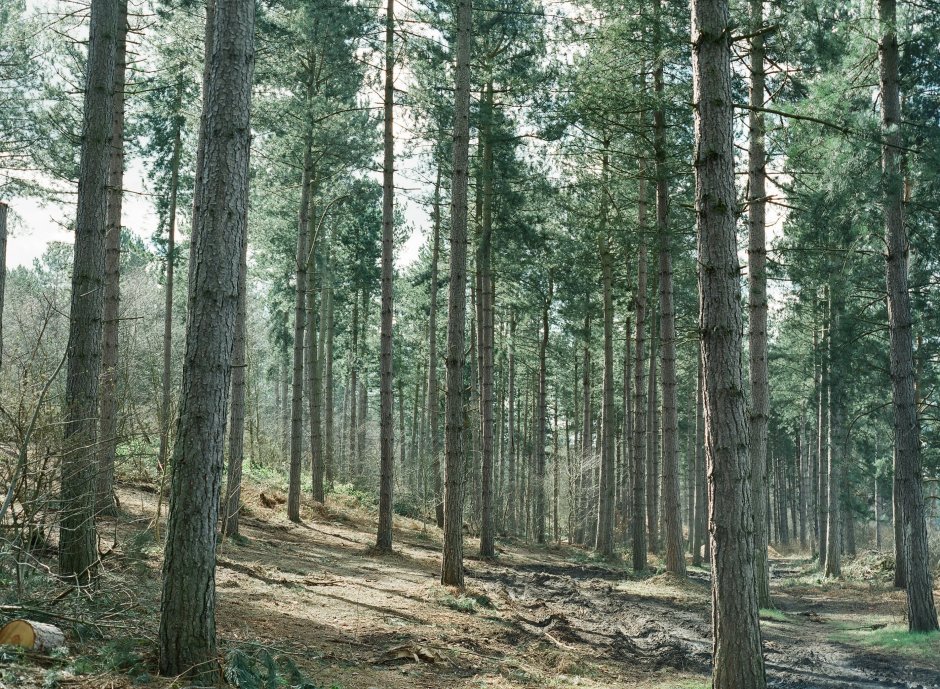 Хвойный лес Балашиха