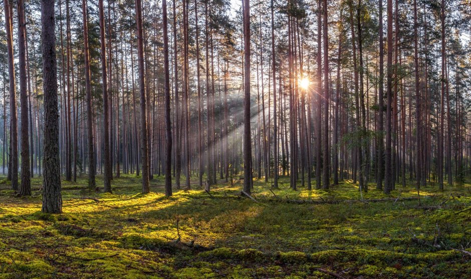 Сосновый Бор Ленинградская область лес