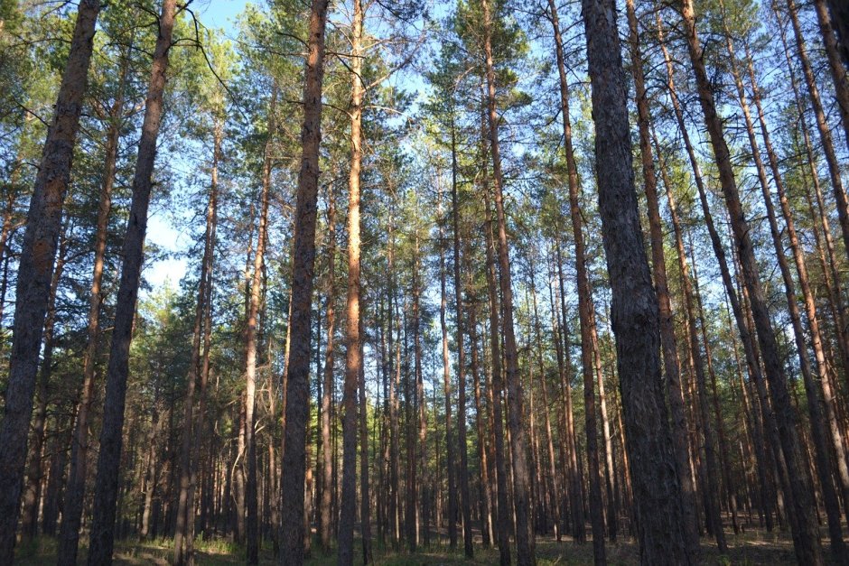 Зеленогорск лес