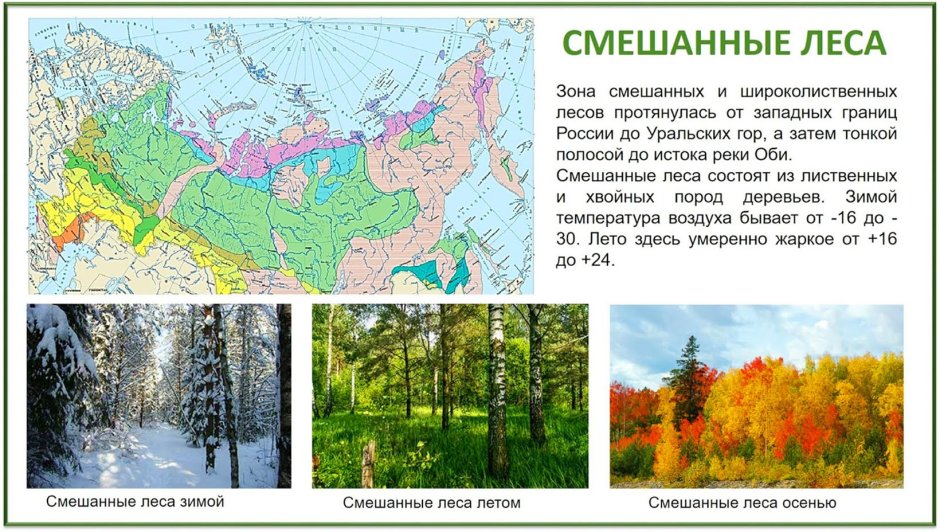 Карта смешанных и широколиственных лесов России