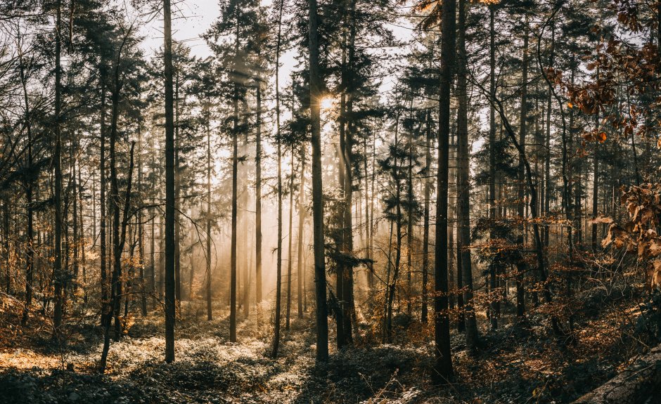 Скандинавский лес