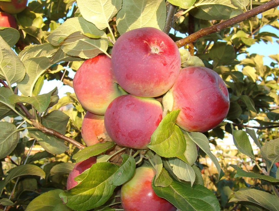 Самоплодные сорта яблонь