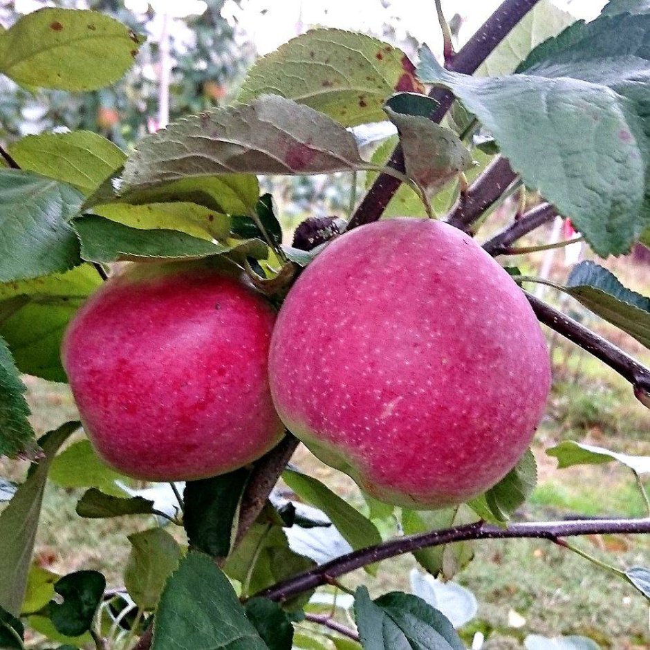Яблоня Мелба позднелетний сорт