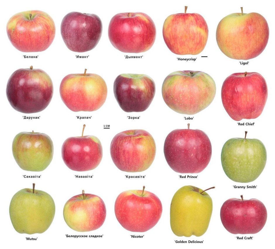 Биколорные сорта яблок
