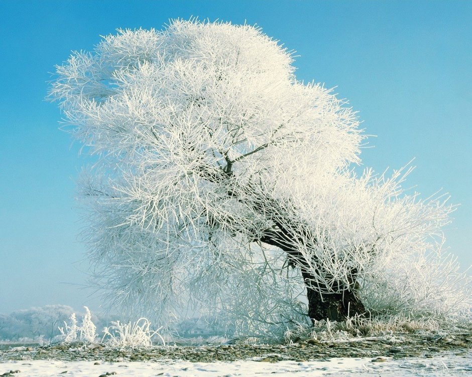 Зимние деревья