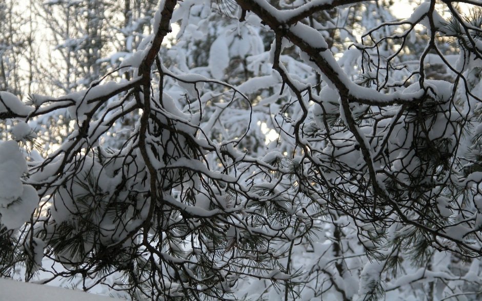 Зимние ветки деревьев