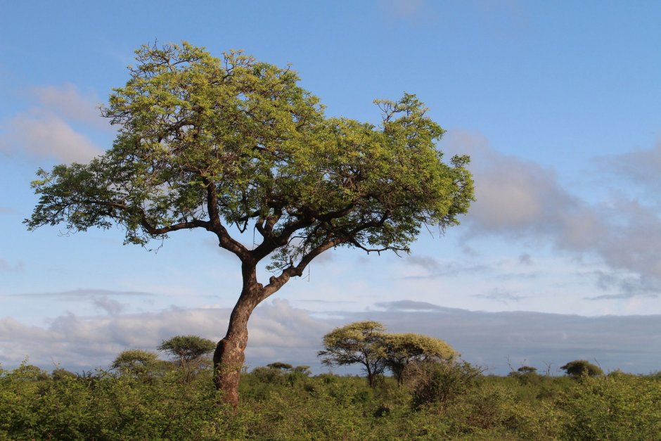 Дерево Марула в Африке