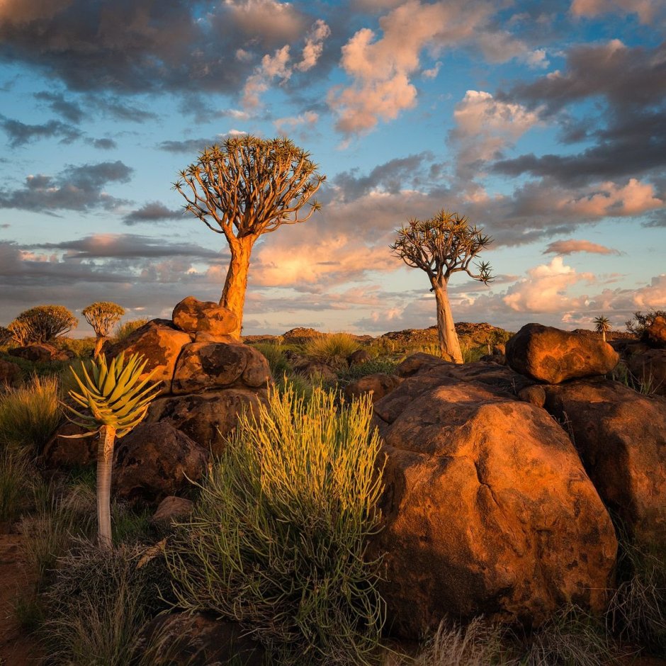 Флора Намибии