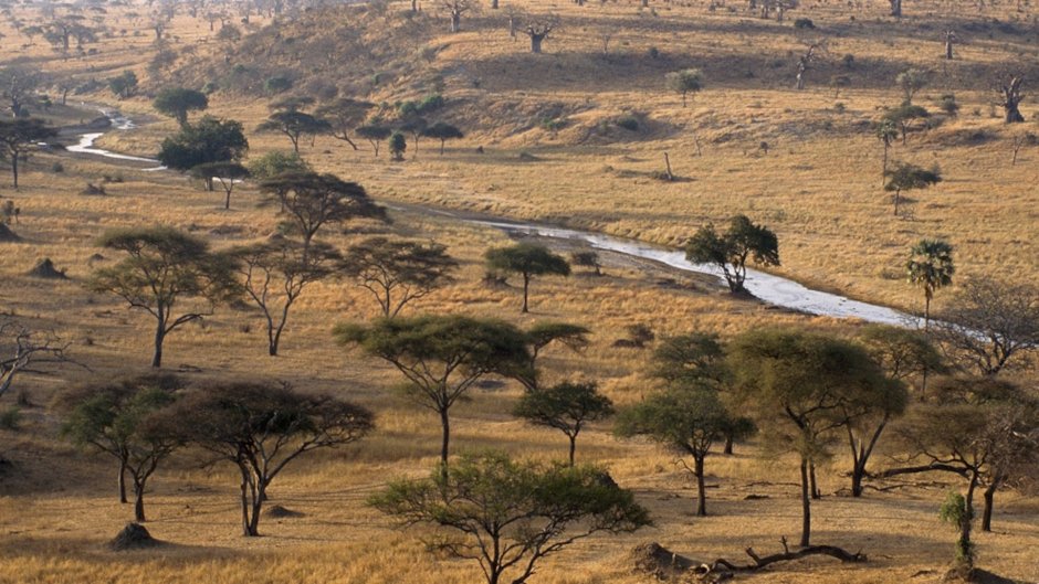 Климат саванны в Африке
