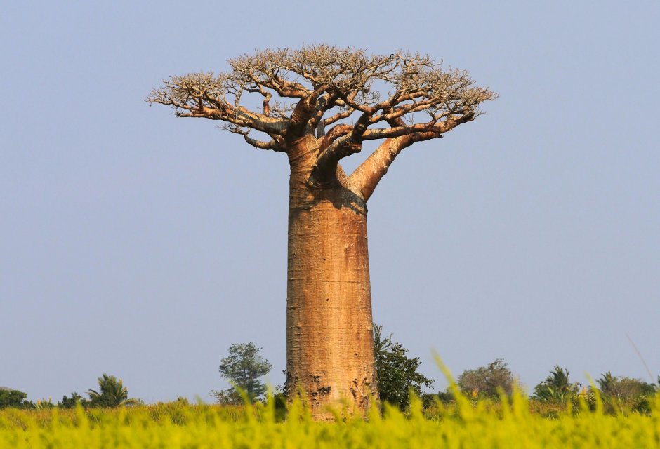 Дерево в Африке баобаб