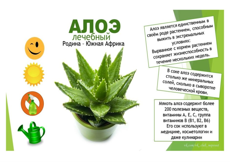 Алоэ паспорт растения для детского сада