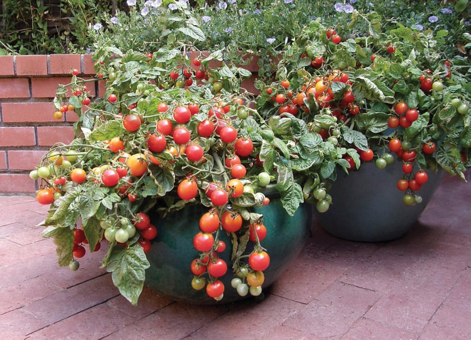 Урожай томатов картинки