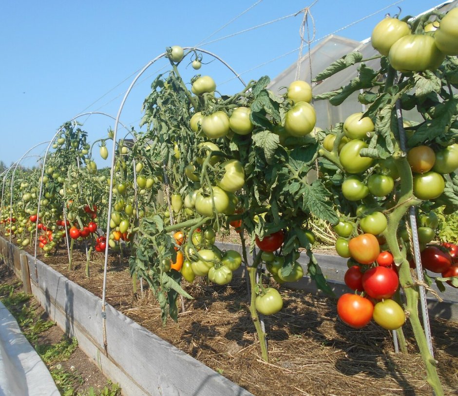 Урожайный сорт ранних томатов высокорослых