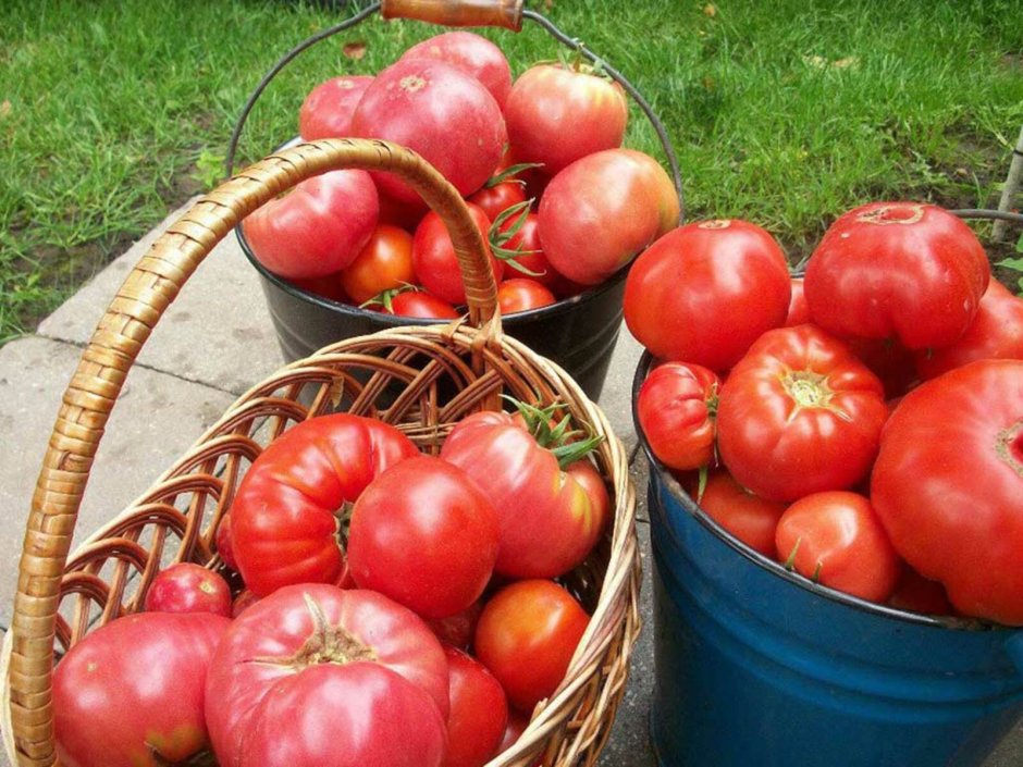 Валерий Медведев томаты сорта