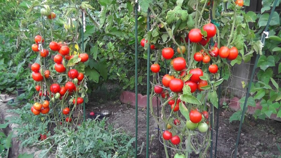ГРИНХАУС помидоры черри