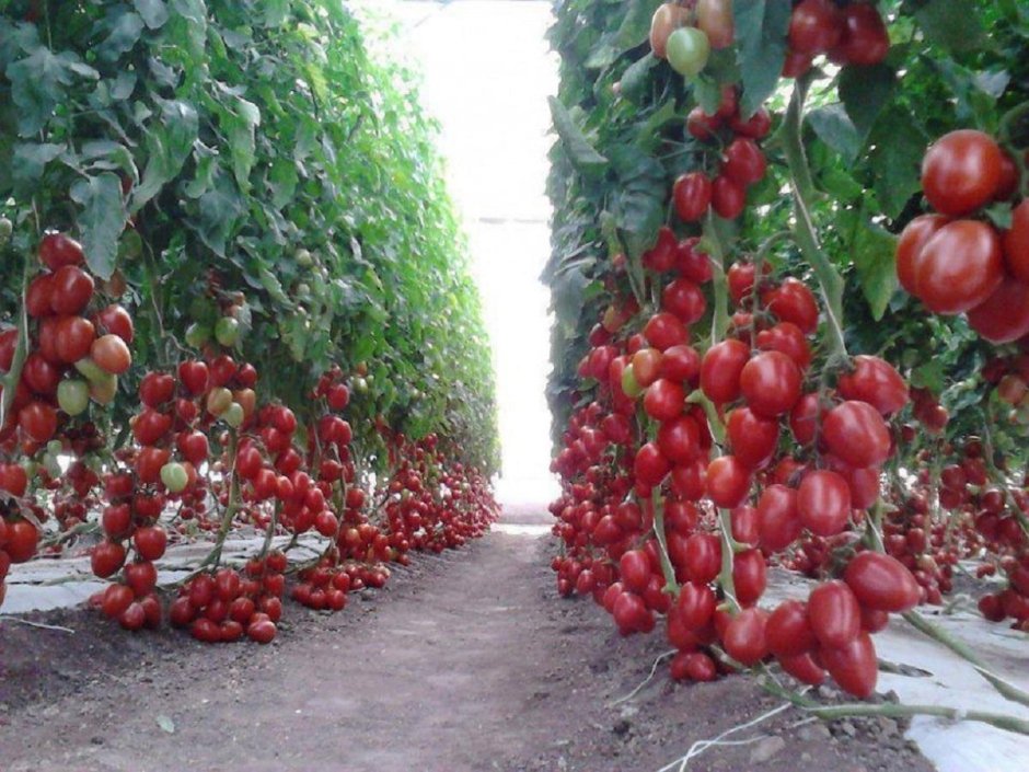 Сад огород полезные советы томаты