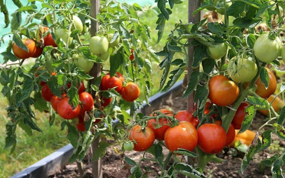 Сад огород томаты