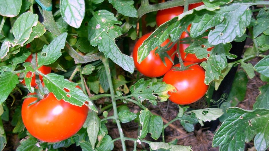 Журнал огород помидоры