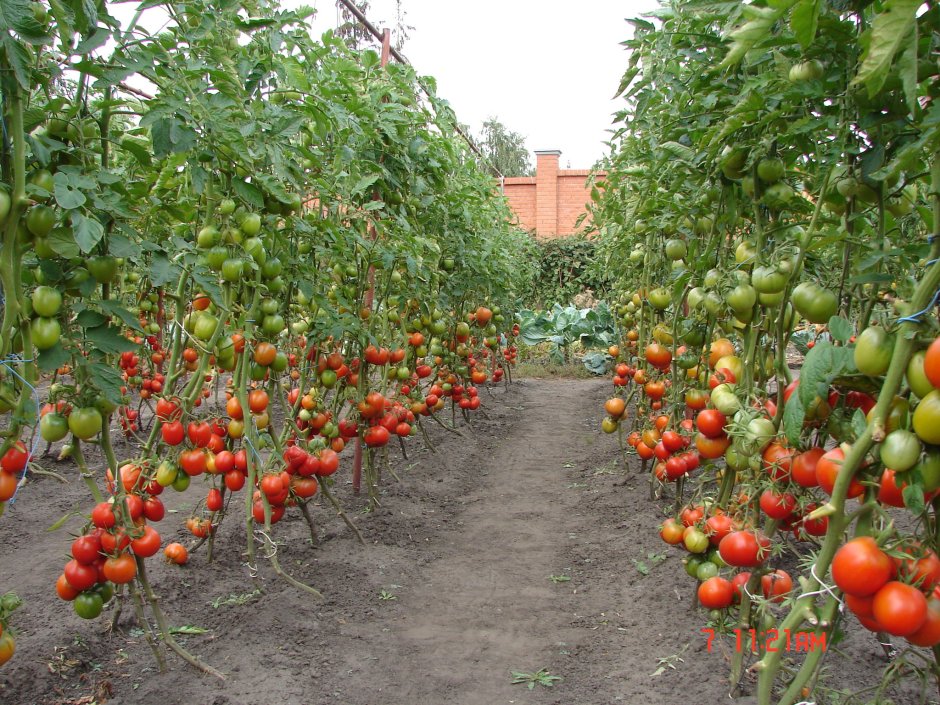 Русский огород семена томатов