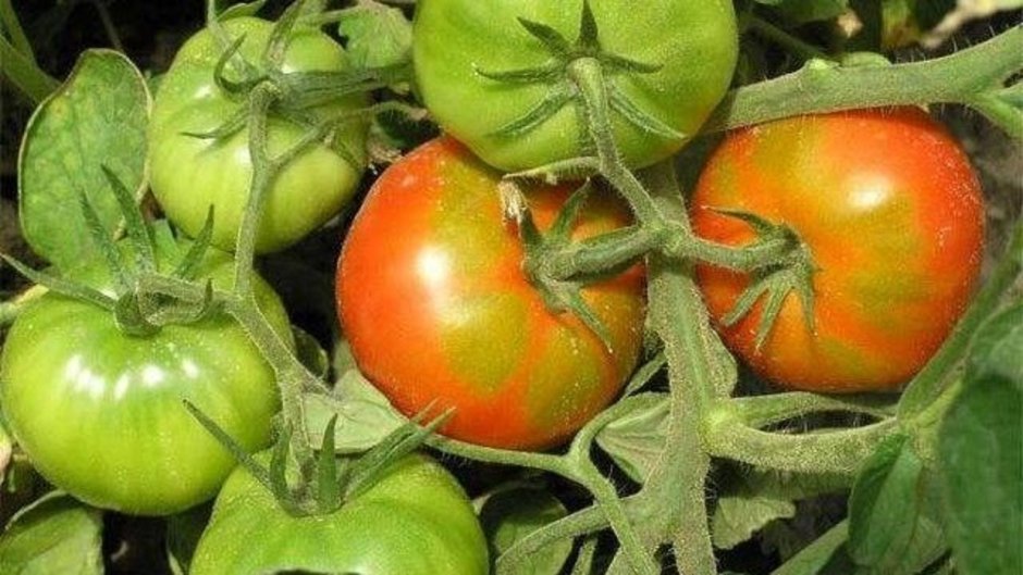 Помидор томат на грядке