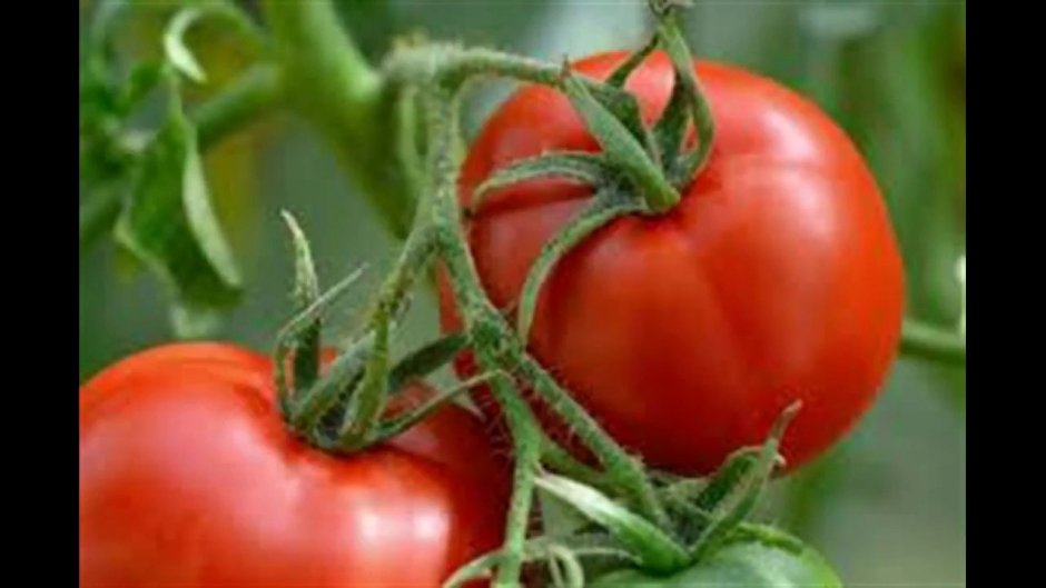 Карнабель томат