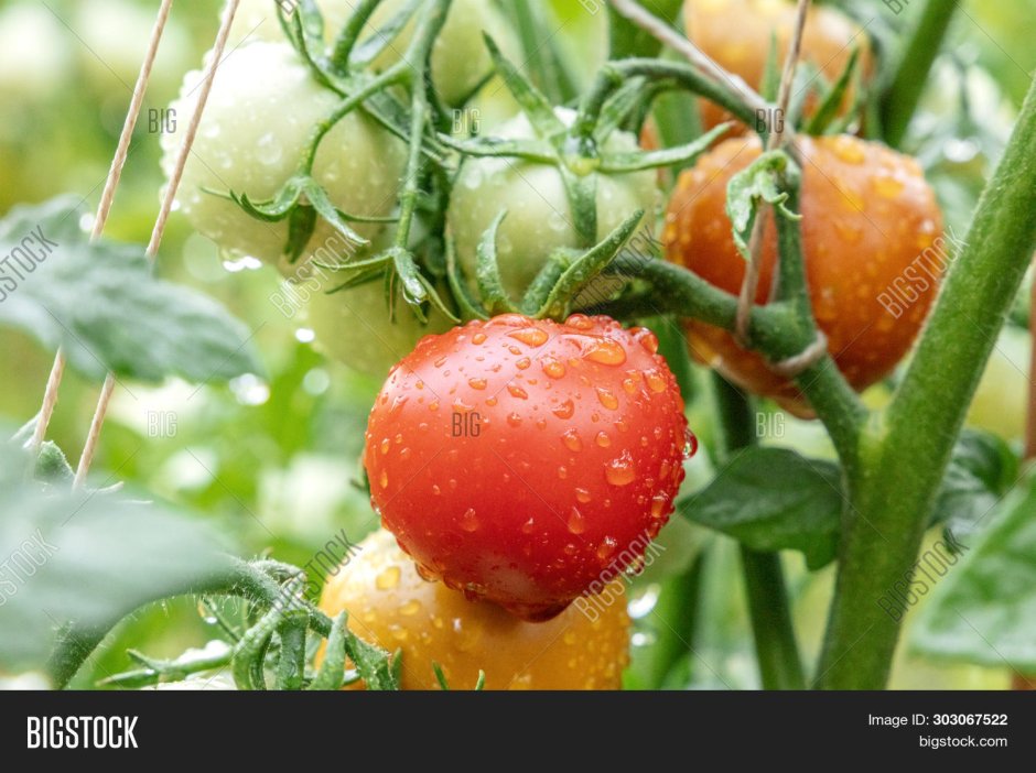 Урожайный огород сорта томатов для теплицы