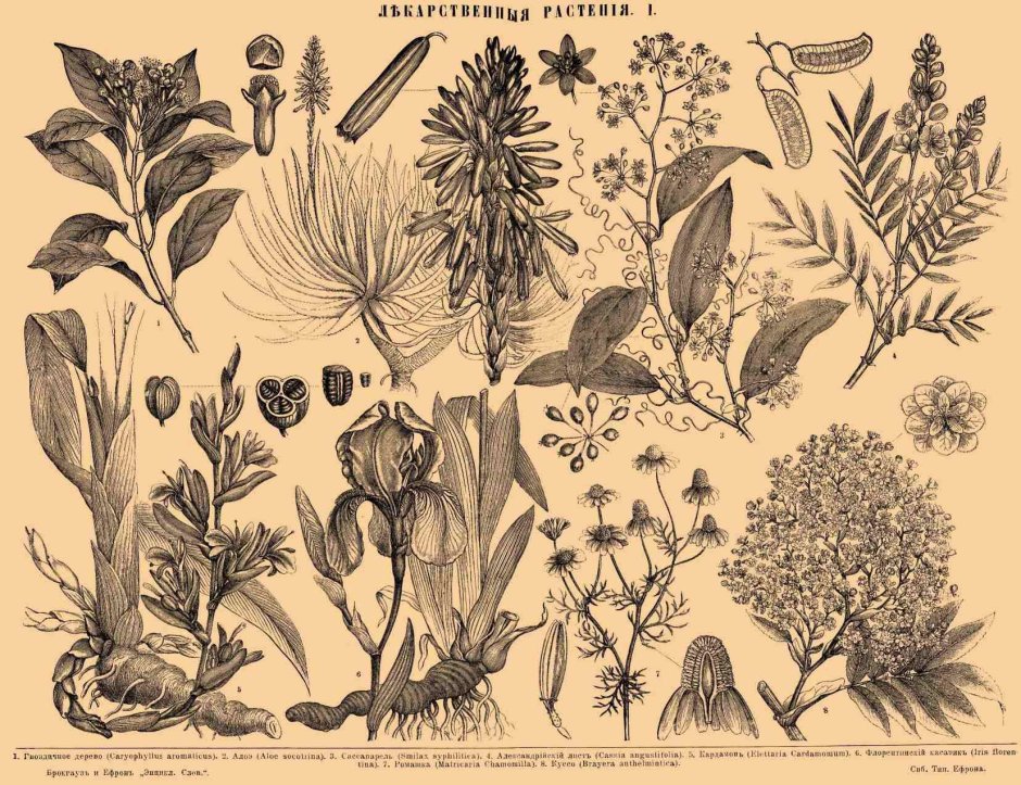 Ботанические атласы 19 века