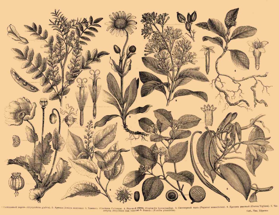 Ботанические атласы 19 века