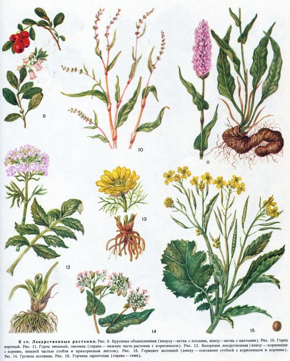 Лекарственные растения medicinal Plants