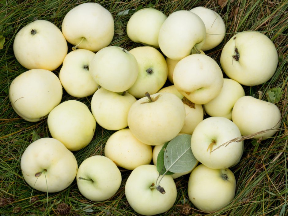 Яблоня сорта лимоновка