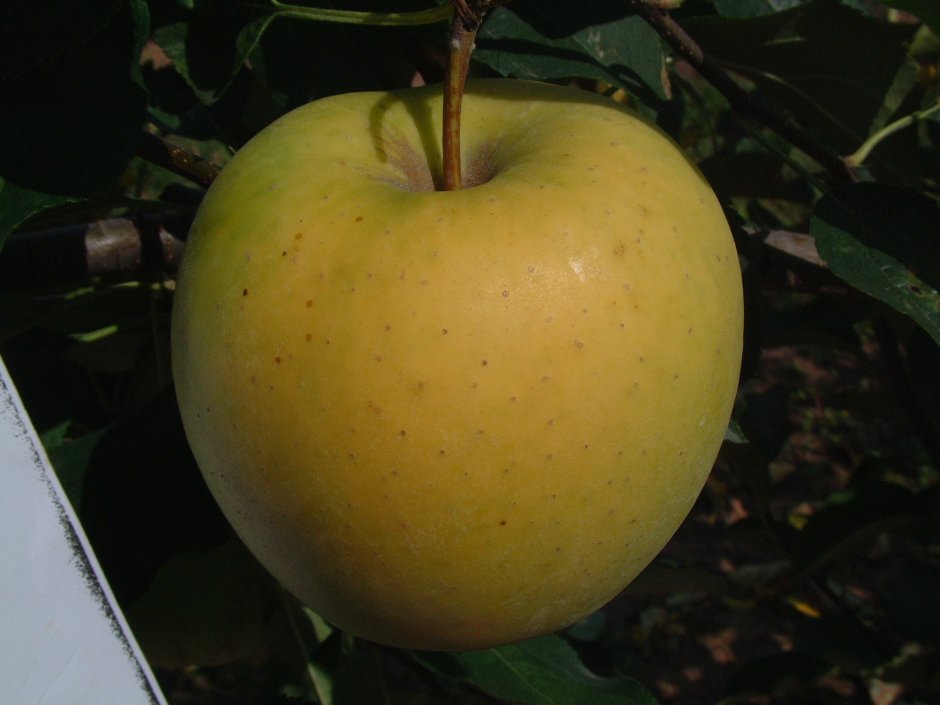 Яблоки Голден Грушовка