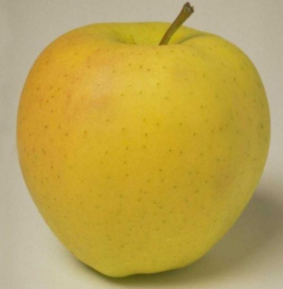 Сорт яблок Грушовка