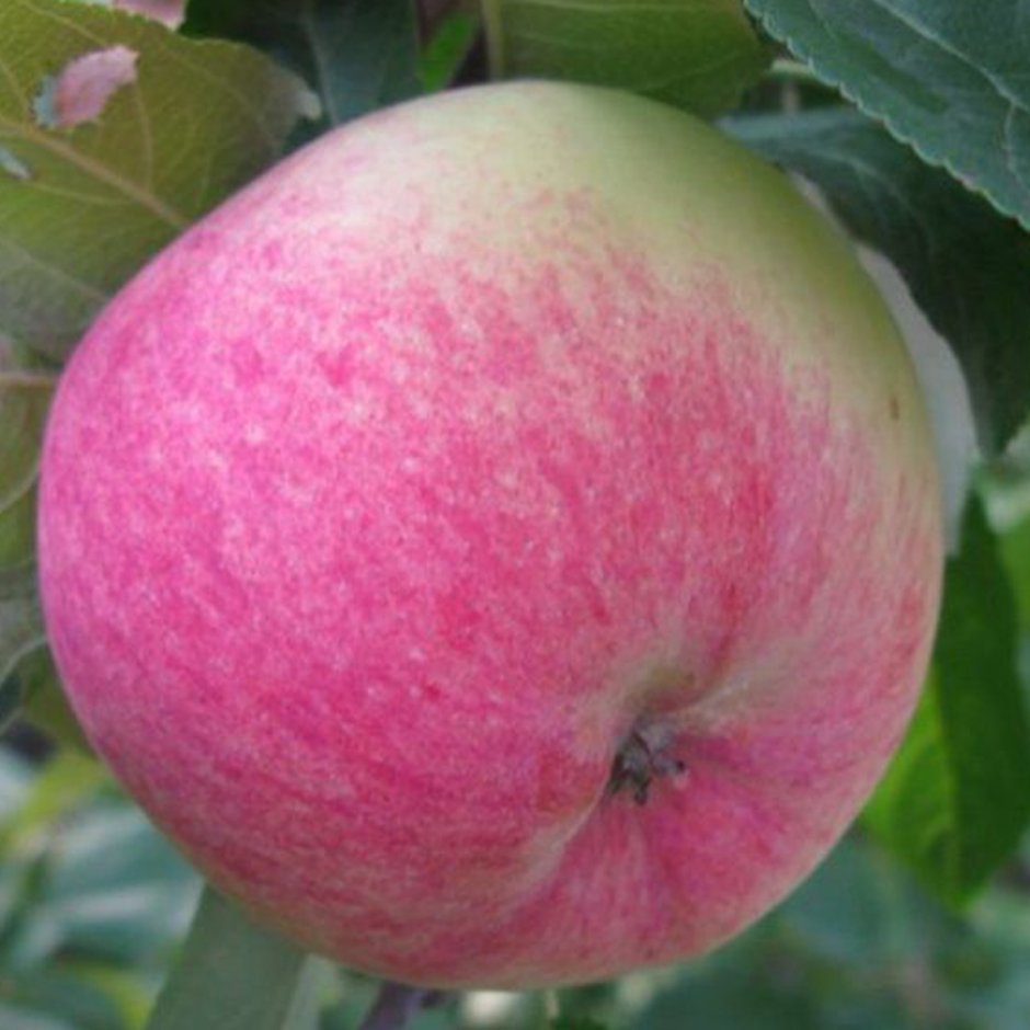 Сорт яблони Мельба полосатое