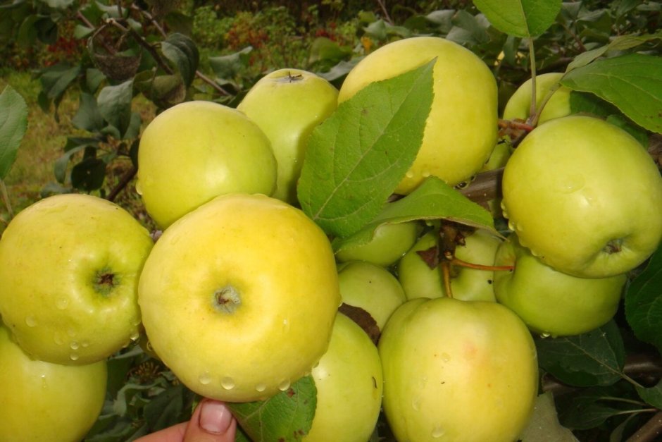 Яблоня с желтыми яблоками