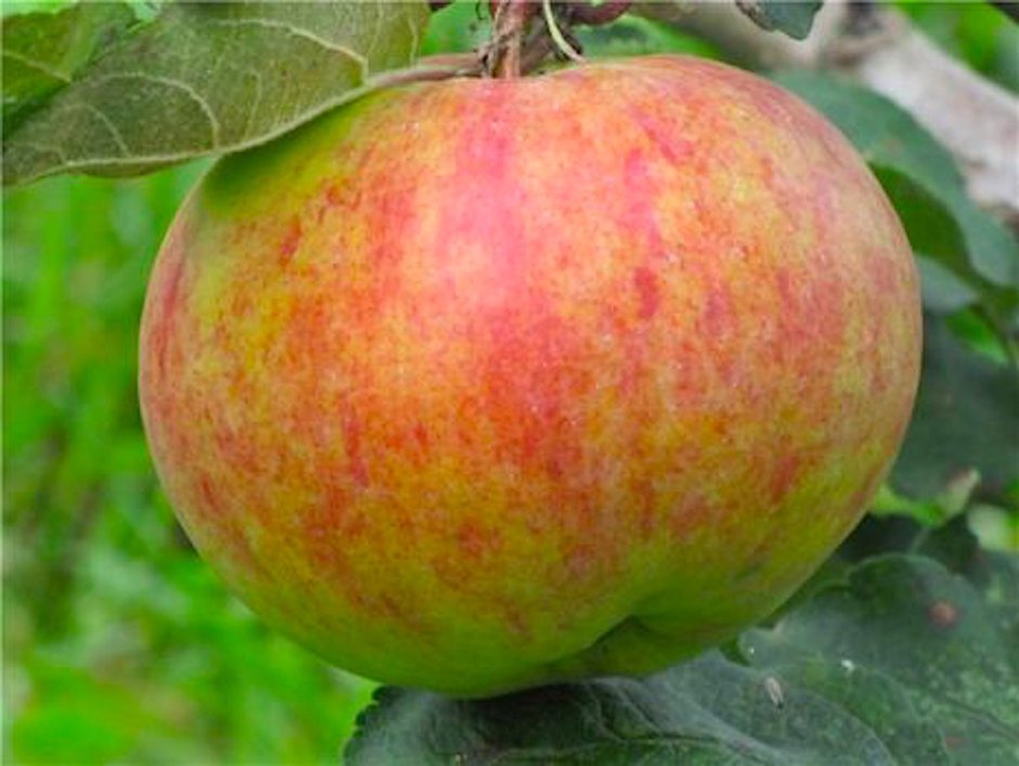 Сорт яблони Пирос