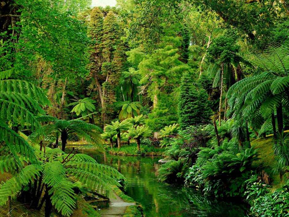 Тропический лес Рейнфорест