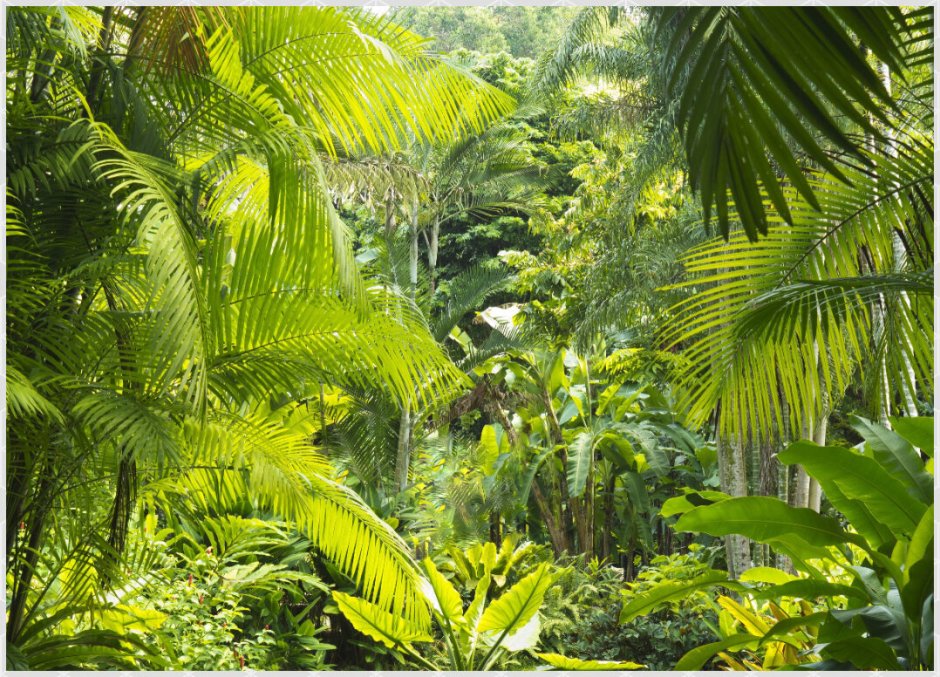 Полувечнозелёные тропические леса