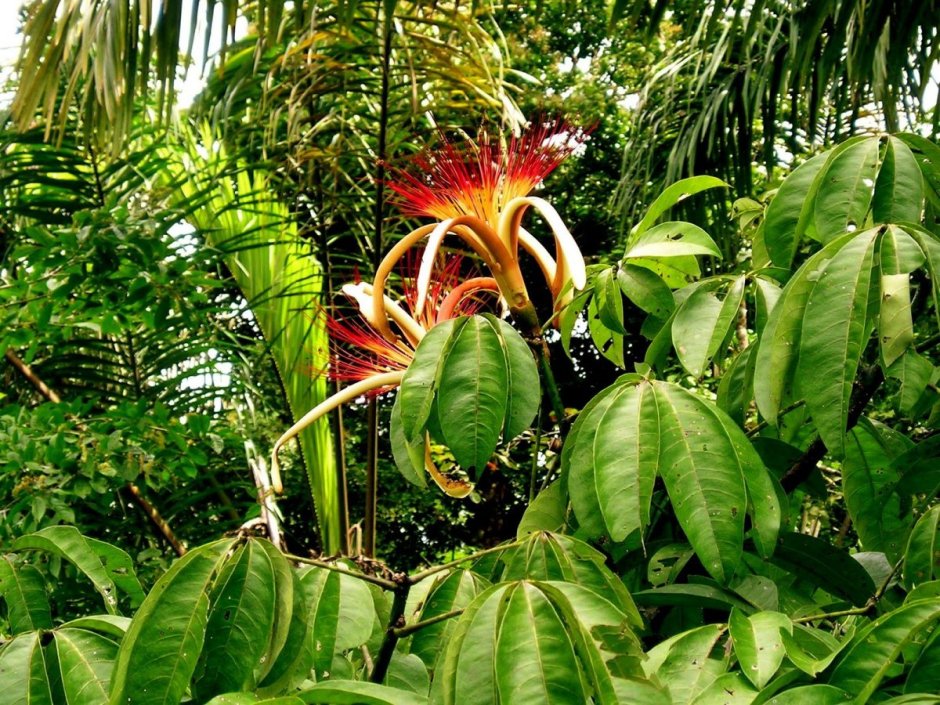 Чили Сельва тропические цветы