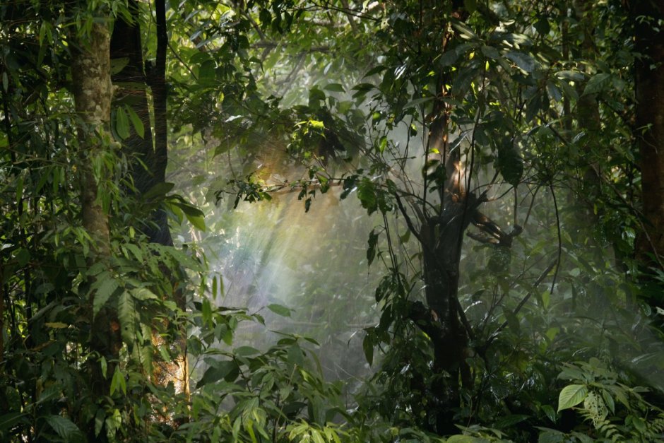 Тропический дождевой лес