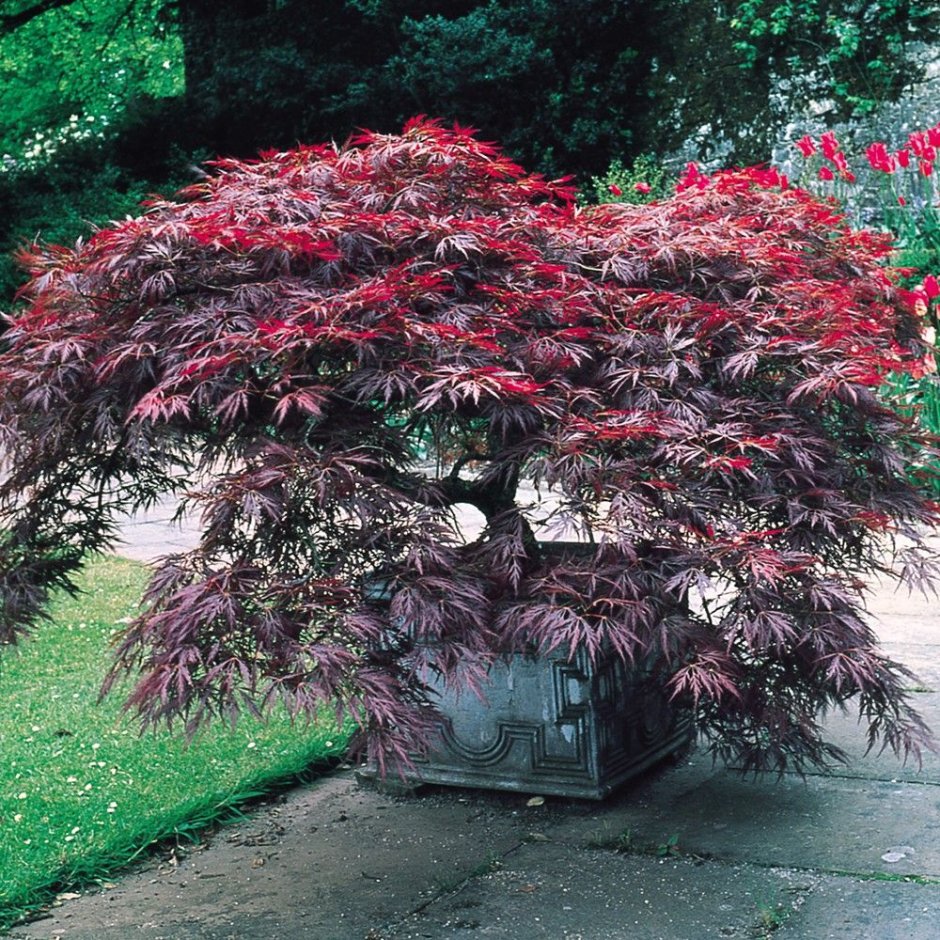 Клен Acer palmatum Atropurpureum
