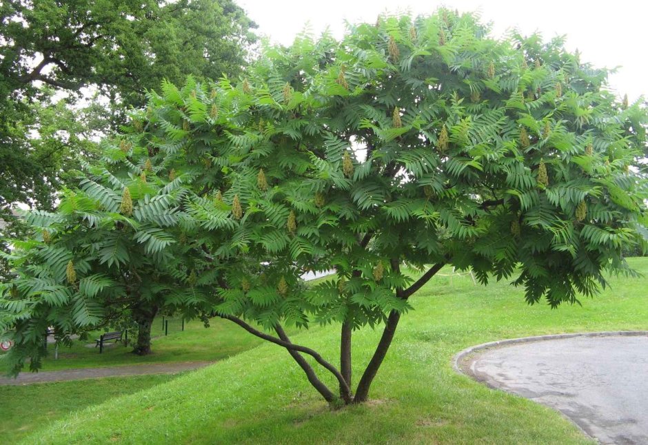 Сумах оленерогий уксусное дерево