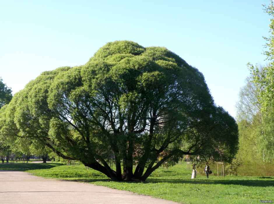 Ива ломкая (шаровидная) Salix fragilis