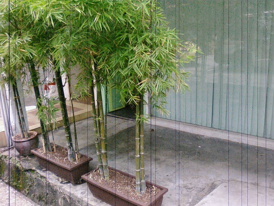 Мексиканский Плакучий бамбук комнатный